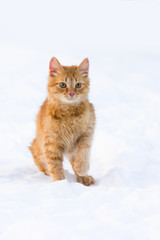  Red cat on snow