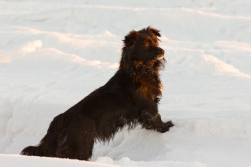  black dog on snow