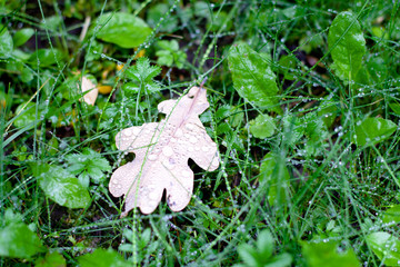 Brown oak leaf