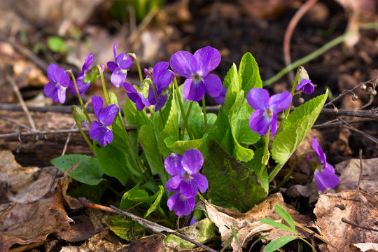 Flowers Viola mirabilis - wonder violet