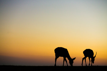 Plakat 鹿と夕焼け