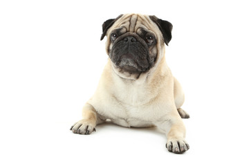 Obraz premium Funny pug dog isolated on a white