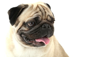 Funny pug dog on a white background