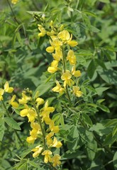 Цветущий Термопсис 