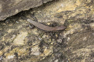 Young Common wall lizard (Podarcis muralis) from Germany, Europe