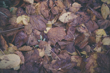 Background group autumn orange leaves. Outdoo
