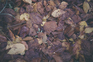 Background group autumn orange leaves. Outdoo
