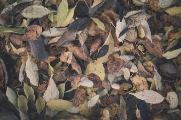 Background group autumn orange leaves. Outdoo