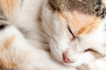 a cat sleeps on a floor, soft focus