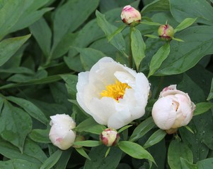 Цветы пиона  обратнояйцевидного (Paeonia obovata) в каплях...