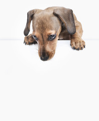 Nosy pedigree Dachshund puppy climbs over barrier