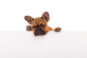 French Bulldog puppy - 94097696