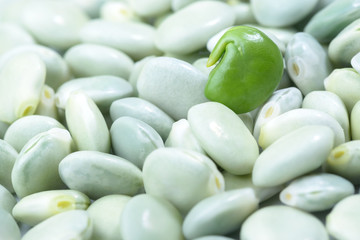 Young haricot beans Cannellini Purgatorio background