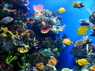 Fototapeta na wymiar Colorful and vibrant aquarium life