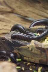 Giant African Millipede - Archispirostreptus gigas