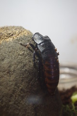 Madagascar Hissing Cockroach - Gromphadorhina portentosa