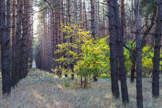 Autumn landscape in the coniferous forest with deciduous yellow