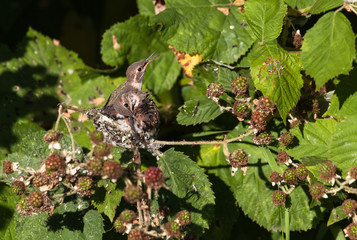 Fototapeta na wymiar Rufous Hummingbird
