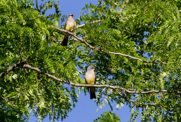 Western Kingbird