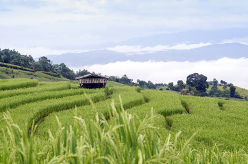 Fototapeta na wymiar green Terraced Rice Field in Chiangmai, Thaliansd