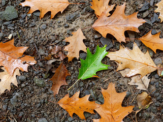 Leaves on the ground. Green leaf in contrast with the others