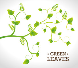 Green nature and leaves design.