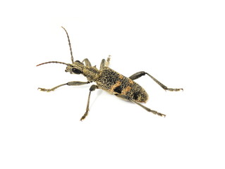 The longhorn beetle Rhagium mordax isolated on white background