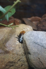 Madagascar Hissing Cockroach - Gromphadorhina portentosa
