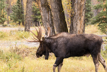 Bull Moose