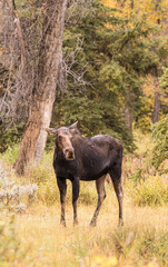 Cow Moose