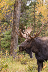 Bull Moose