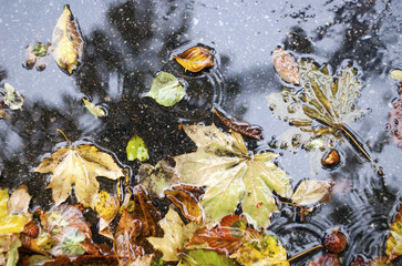 yellow leaves in a puddle