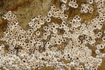 Stone Textures, Structures, Background
