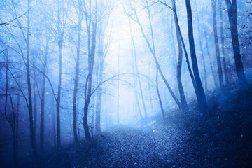 Naklejka premium Dreamy peaceful blue colored foggy forest landscape with lovely snowfall. Beautiful winter snowfall in the foggy forest.