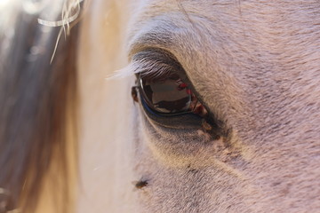 Animals: Horse with flies on eyes
