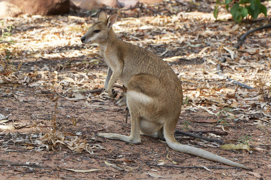 Wallaby, Australien