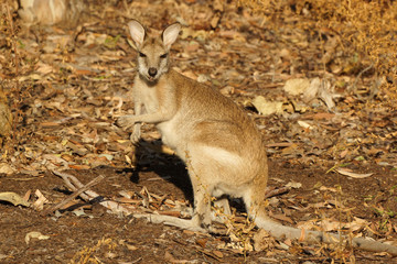 Fototapeta premium Wallaby, Australien
