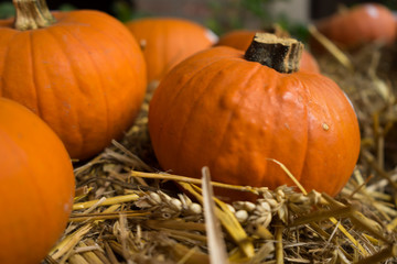 Orange Halloween Pumpkin on Hay