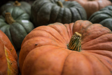 Orange Cinderella Pumpkin Stem