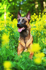 Belgian Shepherd dog Malinois lying in a green grass with yellow flowers