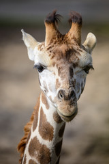 Portrait of cute, young giraffe in zoo.