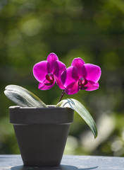 Closeup of blooming twig of fuchsia orchid in pot . - obrazy, fototapety, plakaty