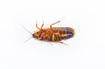 Cockroach