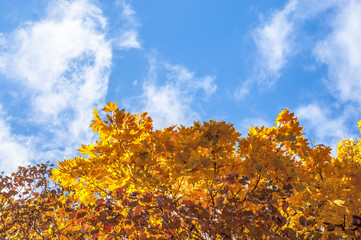 Maple foliage in the sky