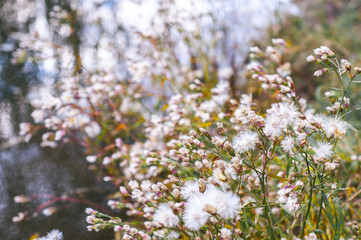 Fluffies of wild lettuce seeds