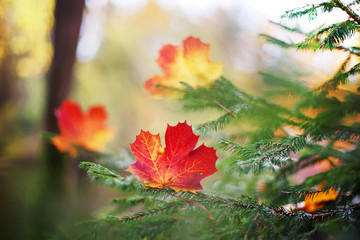 Bright red and yellow maple leaves in autumn