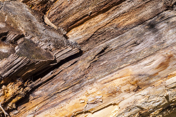 Obraz premium Wood texture