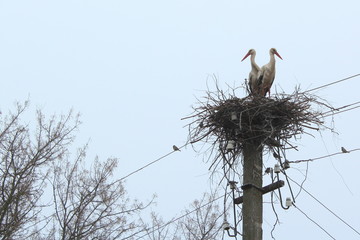 Storks