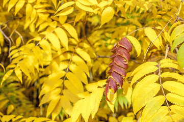 Gold foliage