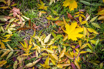 Autumn leaves in the grass